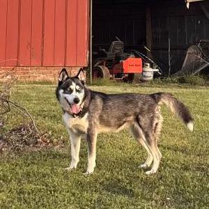 Lost Dog Dakota
