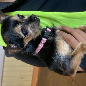 Image of Unknown, Found Dog