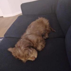 Image of Coco, Lost Dog