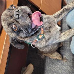 Image of Unknown, Found Dog