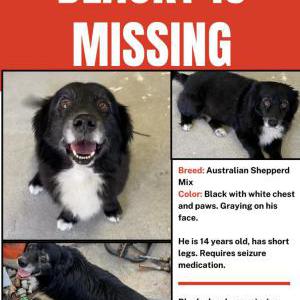 Image of Blacky, Lost Dog