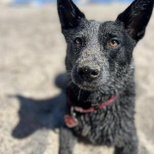 Image of Una, Lost Dog