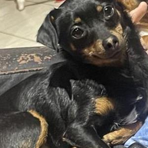 Image of Lily Grace, Lost Dog