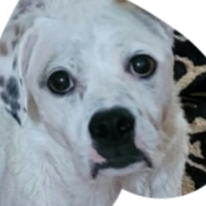 Image of Guinness, Lost Dog