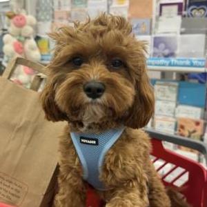 Image of Enzo, Lost Dog