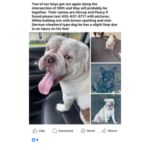 Lost Dog Peazy