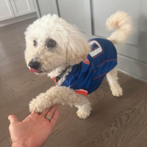 Image of Dude, Lost Dog