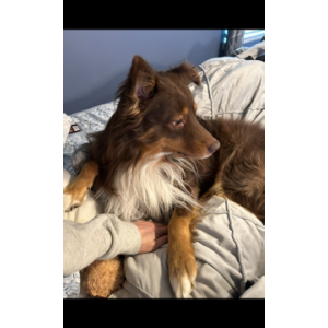 Lost Dog Neo