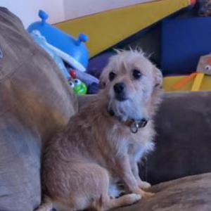 Image of Toby, Lost Dog