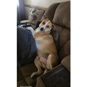 Image of Rocky, Lost Dog