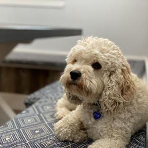 Lost 1 Bailey (MT)