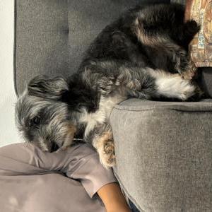 Image of Lucky, Lost Dog