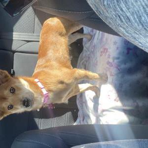 Image of Nala, Lost Dog