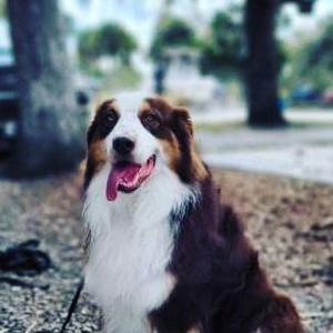 Lost 1 Persia (FL)