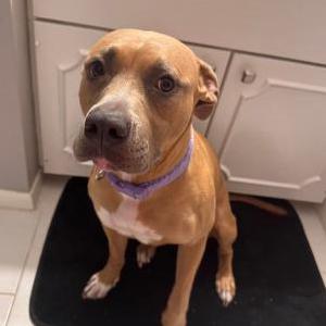 Image of Baby, Lost Dog