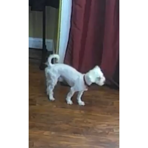 Lost Dog Jumanji