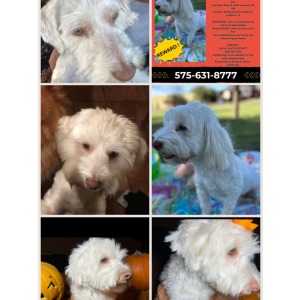 Lost Dog Lulu