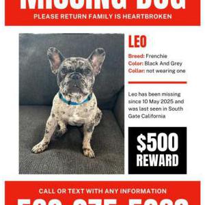 Image of Leo, Lost Dog