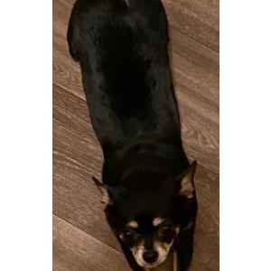 Image of Peanut, Lost Dog