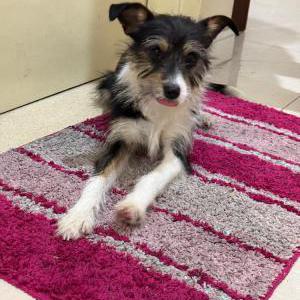 Found Dog Unknown
