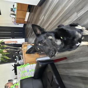 Found Dog Unknown