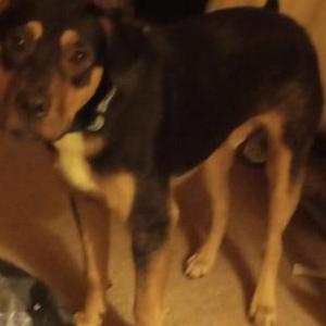 Lost 1 Littleboy (SC)