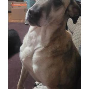 Image of Zoomie, Lost Dog