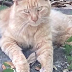 Lost 2 Zeus (FL)