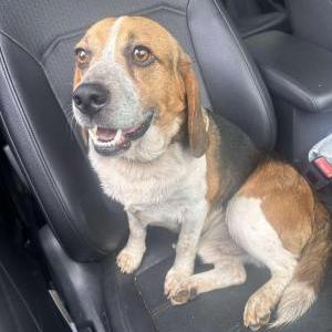 Image of Unknown, Found Dog