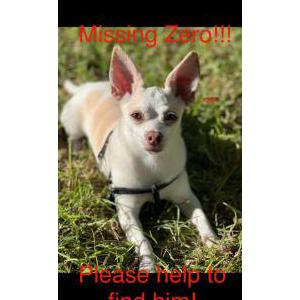 Image of Zero, Lost Dog