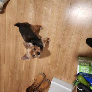 Lost Dog Champion