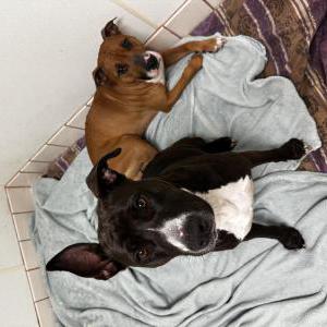 Image of Unknown, Found Dog