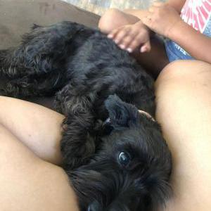 Lost Dog Nina