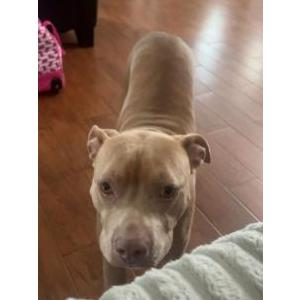 Image of nala, Lost Dog
