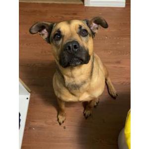 Image of Nala, Lost Dog