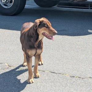 Image of Unknown, Found Dog