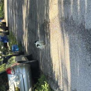 Found Dog Unknown