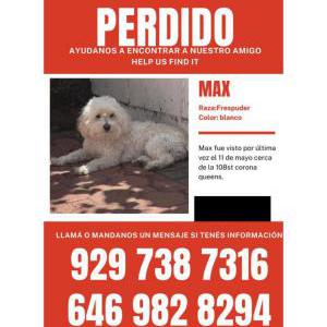 Lost Dog Max