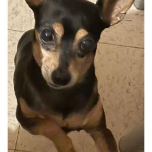 Image of Mickey, Lost Dog