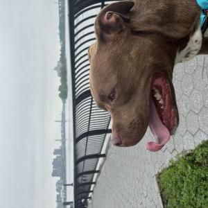 Found Dog Juliette
