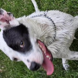 Image of Unknown, Found Dog