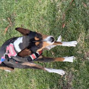 Image of Bush, Lost Dog