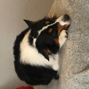 2nd Image of Kai, Lost Dog