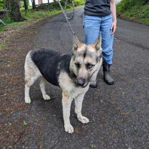 Image of Unknown, Found Dog