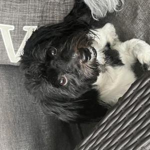 Image of Monchi, Lost Dog
