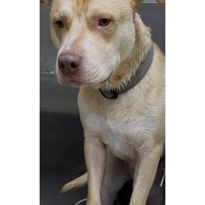 Image of Winnie, Lost Dog