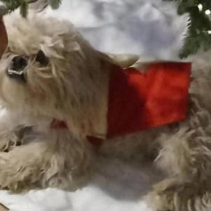 Lost Dog Olaf
