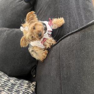 Lost Dog Princess 