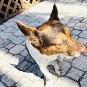 Image of Unknown, Found Dog
