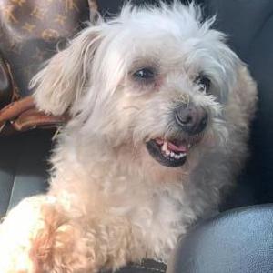 Lost Dog Harley